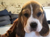 Femelle Beagle LOF à vendre