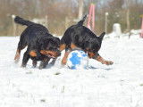 Etalon Rottweiler LOF disponible pour saillie