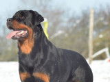 Etalon Rottweiler LOF disponible pour saillie