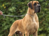 Etalon Dogue Allemand fauve LOF disponible pour saillie