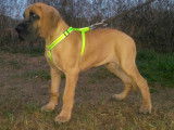 Etalon Dogue Allemand fauve LOF disponible pour saillie