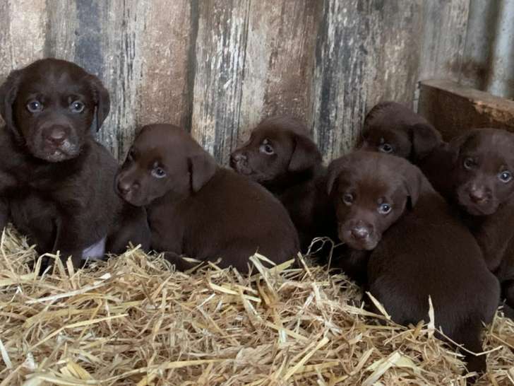 Chiots Labradors chocolat et noir et sables