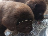 Chiots Labradors chocolat et noir et sables