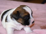 Chiots Jack Russell LOF à réserver