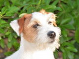 Etalon Jack Russell LOF disponible pour saillie
