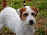 Etalon Jack Russell LOF disponible pour saillie