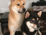 Chiots de type Shiba Inu à vendre (2 femelles & 1 mâle)