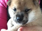 Chiots de type Shiba Inu à vendre (2 femelles & 1 mâle)