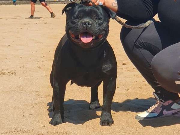 Chien Staffordshire Bull Terrier de 3 ans LOF noir disponible pour saillie