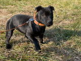 Chiot femelle Staffordshire Bull Terrier noir d&rsquo;ao&ucirc;t 2021 (LOF) disponible