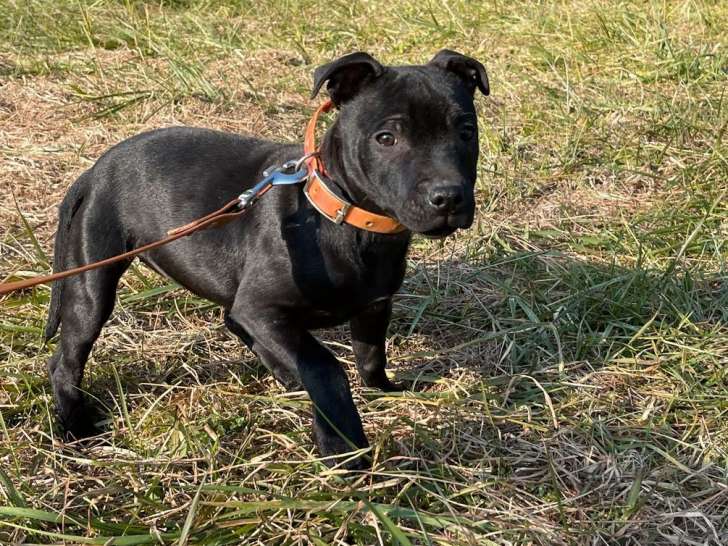 Chiot femelle Staffordshire Bull Terrier noir d’août 2021 (LOF) disponible