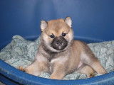 Vente de 4 chiots Shiba Inu fauve de novembre 2021, LOF