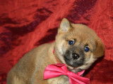 Vente de 4 chiots Shiba Inu fauve de novembre 2021, LOF