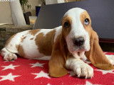 Chiot Basset Hound bicolore LOF à vendre, femelle d’octobre 2021