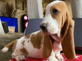 Chiot Basset Hound bicolore LOF à vendre, femelle d’octobre 2021