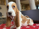 Chiot Basset Hound bicolore LOF à vendre, femelle d’octobre 2021