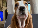 Chiot Basset Hound bicolore LOF à vendre, femelle d’octobre 2021