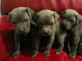 À réserver 11 chiots Cane Corso nés en décembre 2021 LOF