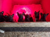 Chiots de race Berger Belge Malinois à vendre (2 femelles & 6 mâles)