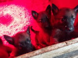 Chiots de race Berger Belge Malinois à vendre (2 femelles & 6 mâles)