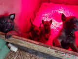 Chiots de race Berger Belge Malinois à vendre (2 femelles & 6 mâles)