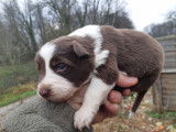 Rare : chiots Border Collie chocolat et blanc à vendre