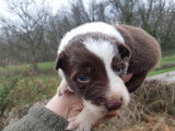 Rare : chiots Border Collie chocolat et blanc à vendre