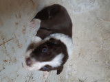 Rare : chiots Border Collie chocolat et blanc à vendre