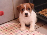 Chiots Jack Russell LOF à réserver