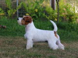 Etalon Jack Russell Jeune Champion du Monde LOF disponible pour saillie