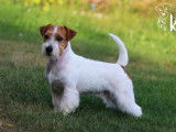 Etalon Jack Russell Jeune Champion du Monde LOF disponible pour saillie