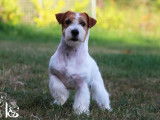 Etalon Jack Russell Jeune Champion du Monde LOF disponible pour saillie