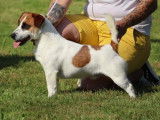 Etalon Jack Russell LOF disponible pour saillie