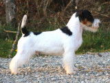 Superbe étalon Jack Russell LOF tricolore disponible pour saillie