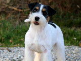 Superbe étalon Jack Russell LOF tricolore disponible pour saillie