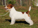 Etalon Jack Russell LOF disponible pour saillie