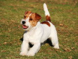 Etalon Jack Russell LOF disponible pour saillie