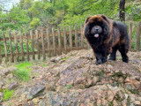 Chow Chow disponible pour saillie