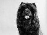 Chow Chow disponible pour saillie