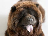 Chow Chow disponible pour saillie