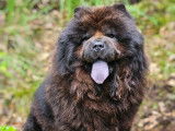 Chow Chow disponible pour saillie
