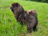 Chow Chow disponible pour saillie