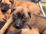 Chiots de race Berger Belge Malinois à vendre (2 femelles)