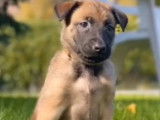 Chiots de race Berger Belge Malinois à vendre (2 femelles)