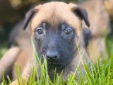 Chiots de race Berger Belge Malinois à vendre (2 femelles)