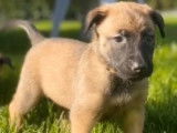 Chiots de race Berger Belge Malinois à vendre (2 femelles)