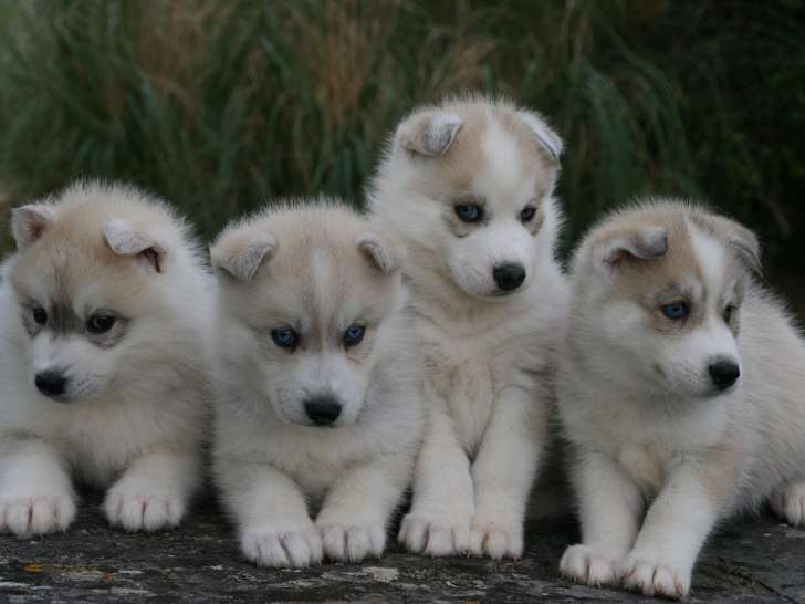 Chiots de race Husky Sibérien à vendre (4 femelles & 1 mâle)