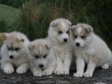 Chiots de race Husky Sibérien à vendre (4 femelles & 1 mâle)