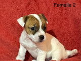 Femelle Jack Russell LOF fauve et blanche à vendre