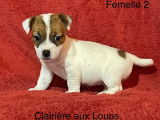 Femelle Jack Russell LOF fauve et blanche à vendre